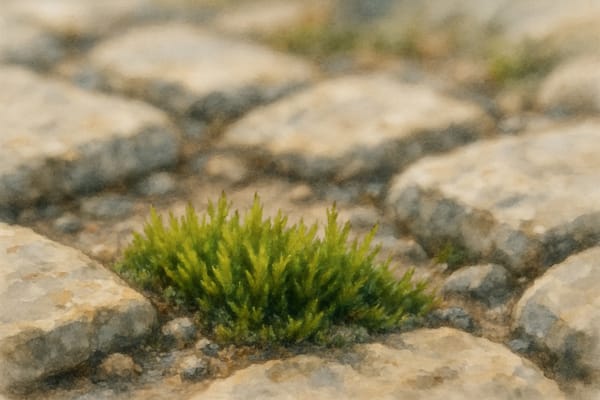 Cornish Path-Moss (Ditrichum cornubicum)