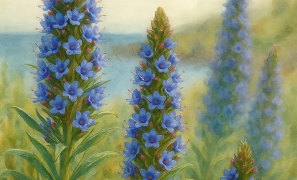 Echium in Cornwall: Towering Spires & Horticultural Heritage