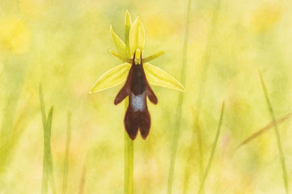 Fly Orchid (Ophrys insectifera)