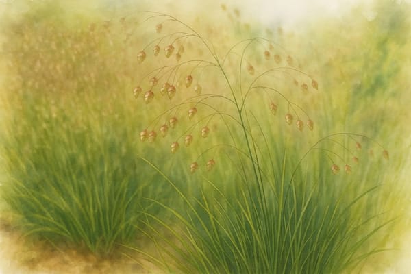 Briza media (quaking grass) The Quiet Quiver of Old Cornish Meadows