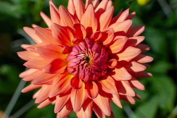 The Dahlia: A Global Flower of Beauty, Resilience, and Story
