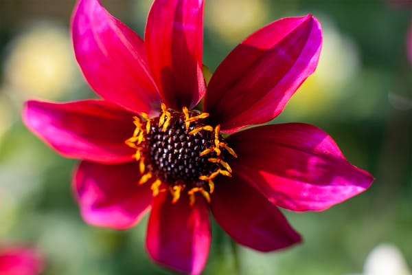 Dahlias in Small Spaces and Urban Plots: A City Gardener’s Guide to Bold Blooms