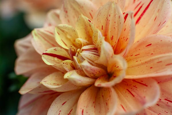 The Cutting Edge of Dahlia Propagation: Exploring Tissue Culture, Hybridization, and the Hunt for Garden ‘Sports’