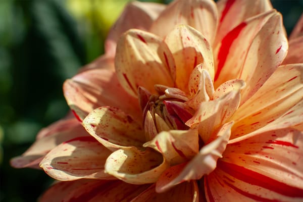 The Dahlia’s Dark Side: Victorian Symbolism, Myths, and Forgotten Folklore