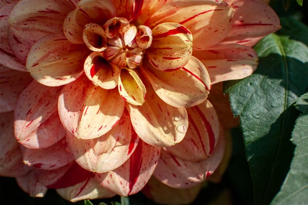 When the Rain Comes: Managing Dahlia Health in a Cornish Climate