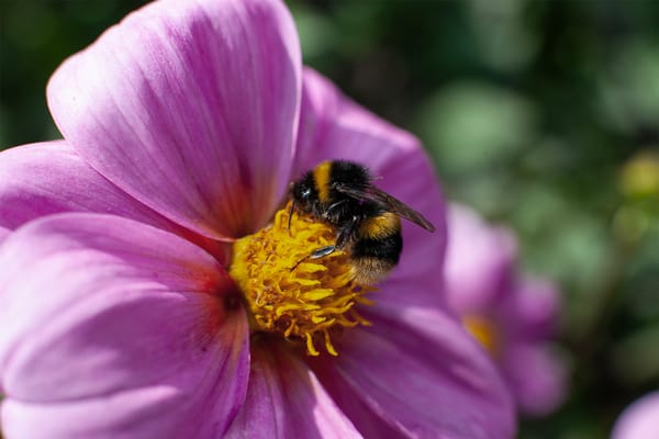 Dahlias for Pollinators and Wildlife: Beauty with a Purpose