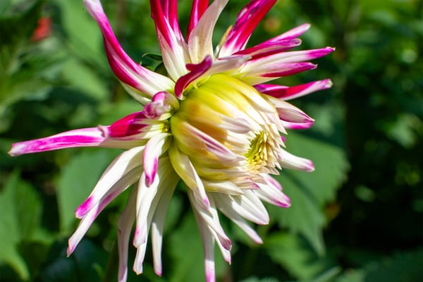 Grafting and Rescue: Expert Techniques for Saving and Strengthening Dahlias