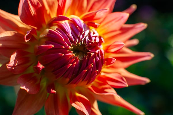 Dahlias for a Changing Climate: Adapting Tradition with Resilience