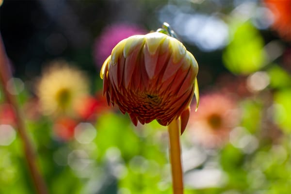 Dahlias for Wildlife: A Gardener’s Guide to Beauty, Biodiversity, and Ecological Impact