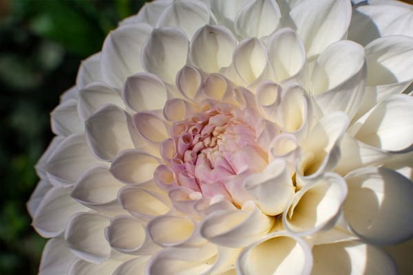 The Cornish Garden Guide to Dahlia Varieties: A Celebration of Color, Form, and Garden Style