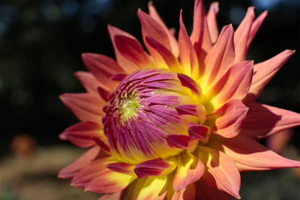 Dahlias After Dark: How to Style Your Evening Garden with Glow & Drama