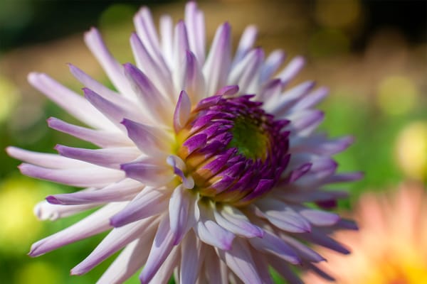 The Living Legacy of Heritage Dahlias: Cultivating History in the Modern Cornish Garden