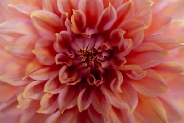 Dahlia Storage & Overwintering: A Cornish Gardener’s Guide for Every Climate