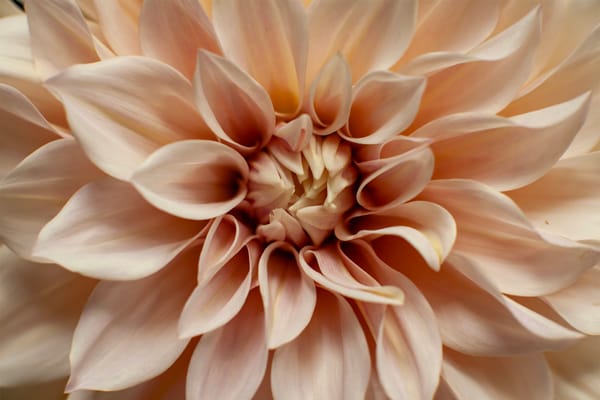 Wild & Species Dahlias: The Roots of Today’s Cultivars