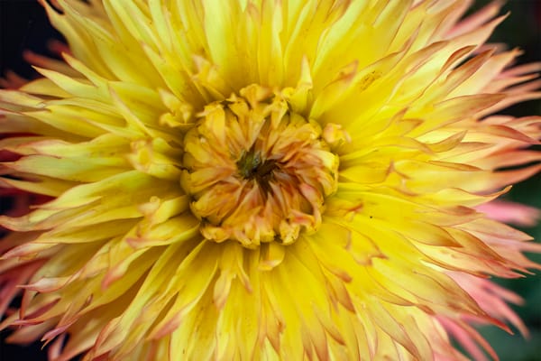 Cornwall’s Dahlia Legacy: Heritage, Cultivars, and the Growers Who Shaped Them