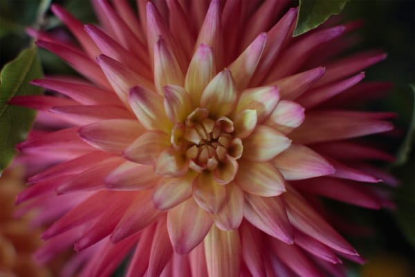 Beyond the Bloom: Using Dahlia Petals for Natural Dye and Crafts