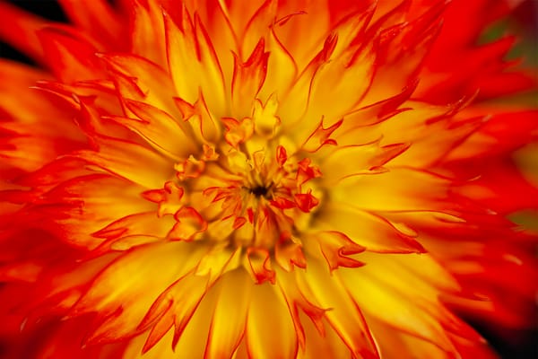 Digging Deeper: The Curious Case of Edible Dahlias