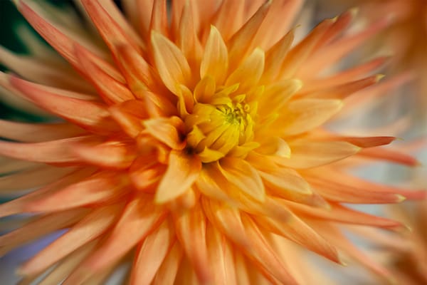 Dahlia Tubers: Myths, Mysteries & Management