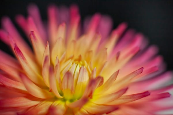 The Ethical Dahlia Grower: Sustainable Cultivation in a Changing Climate