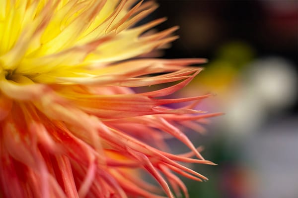 Dahlias: The Wild Roots, Global Journey, and Conservation Story of a Garden Icon