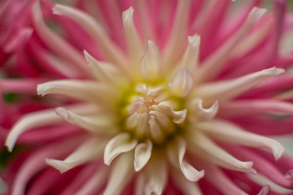 The Art of Precision: Advanced Dahlia Propagation for Consistency and Vigour