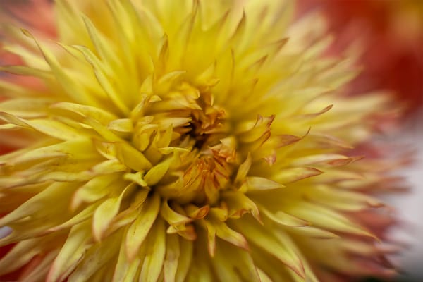 Innovative Dahlia Display Ideas: Garden Showstoppers for Every Style