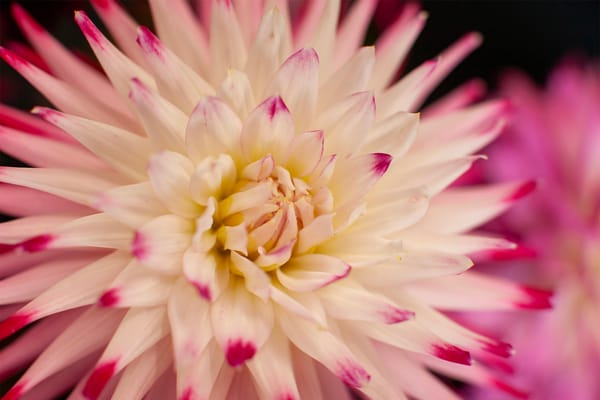 Troubleshooting Common Dahlia Problems: A Gardener’s Guide to Diagnosis and Solutions