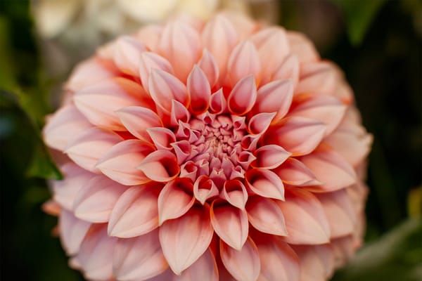 Profiles of Unique and Heritage Dahlia Varieties