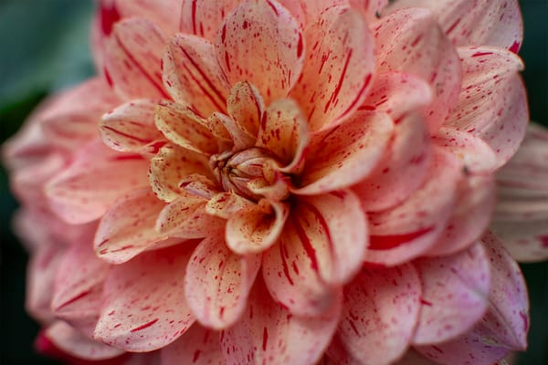 The Seasonal Dahlia Care Calendar — A Cornish Gardener’s Year