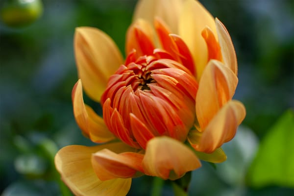 Growing Dahlias for Cut Flowers — From Garden to Vase
