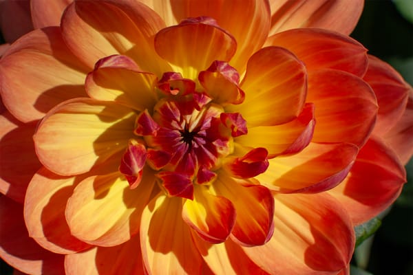 Child-Friendly Dahlia Growing and School Projects