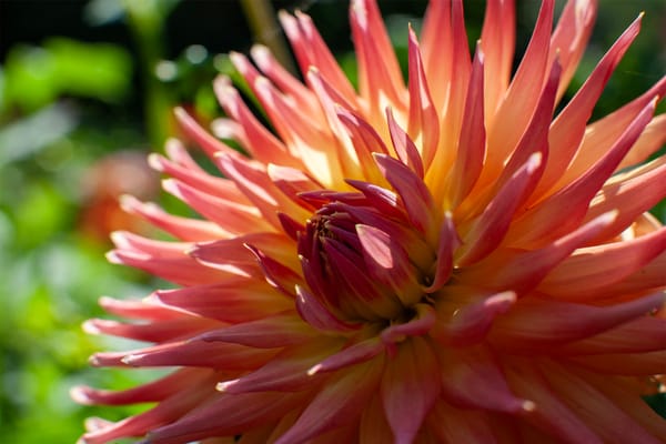 From Garden to Genome: How Modern Science is Reshaping the Future of Dahlias
