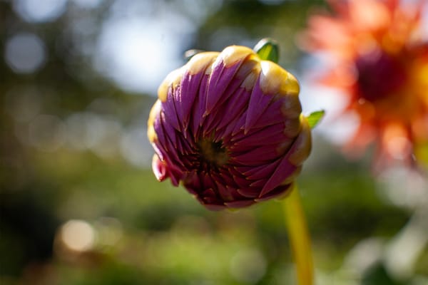 The Backbone of Beauty: What Really Holds a Dahlia Tall?