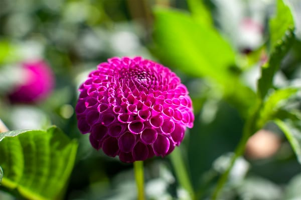 Managing Dahlia Viruses and Pests in the Southwest: An Expert’s Seasonal Guide