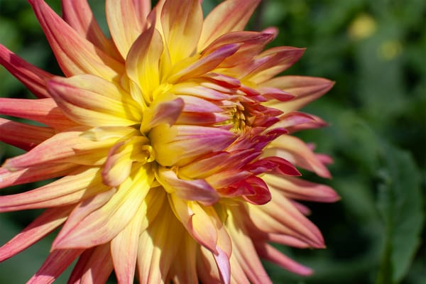 Dahlias by the Sea: How Coastal Winds Shape the Way We Grow