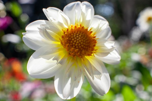 Bold Borders and Blousy Blooms: Designing into Late Summer Colour with Dahlias