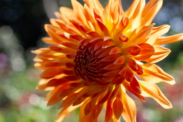 Grounded in the Earth: Mastering Soil for Dahlias in the Cornish Garden