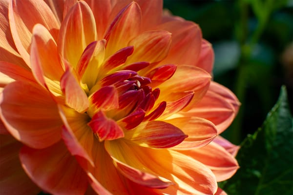 Dahlias in the Cutting Garden: Growing for Bouquets and Home Use