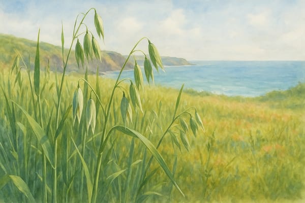 Reviving Pillas: The Forgotten Cornish Oat with Roots in Soil and Story